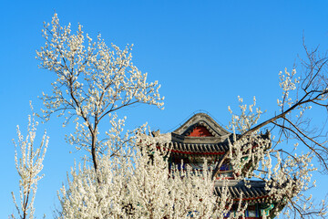 Peach Blossom by Kunming Lake in Summer Palace