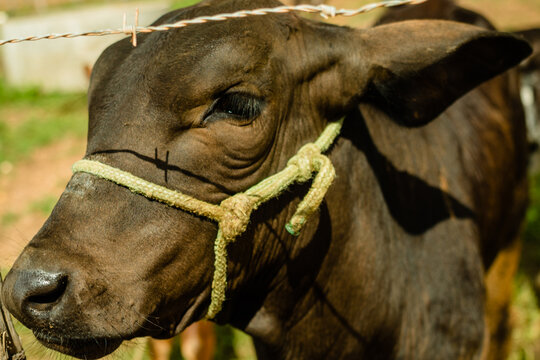 The cattle, an essential ruminant, have complex biology that converts plant biomass into protein, the basis of human nutrition, shaping our history and future