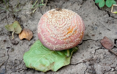 An apple affected by moniliosis,Monilinia fructigena