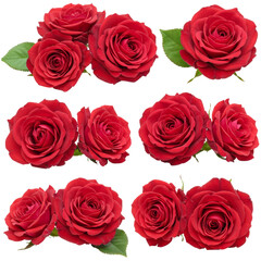 Collection of beautiful red roses with green leaves isolated on transparent background for floral design and decoration