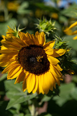 Sunflower with bee