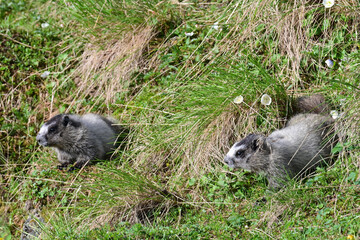 A pair of young Hoary Marmot (Marmota caligata) siblings explore outside their burrow in Alaska's Talkeetna Mountains.