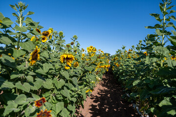 Sunflower Fields