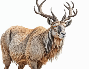 The Markhor is a rich and varied blend of colors, primarily shades of brown, white, and a deep reddish-brown. The fur is detailed with visible strokes, giving it a textured look. A disti (7)