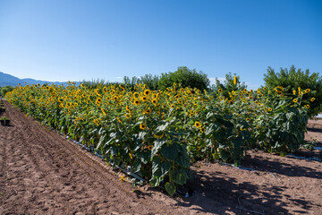 Sunflower Fields