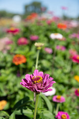 Fields of Zinnias
