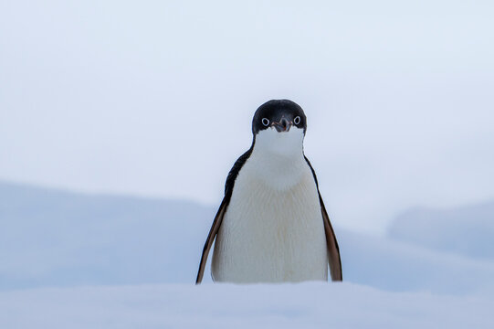 Adelie penguin on iceberg in antarctica