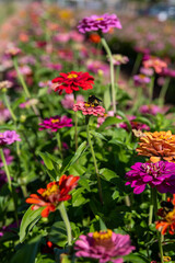 Zinnias