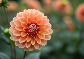 Peach Dahlia Bloom Close Up - A single, peach-colored dahlia flower in full bloom, softly blurred background