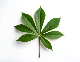 green leaves on white background