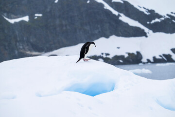 Adelie penguin on iceberg in antarctica