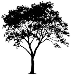 Eucalyptus tree silhouette drawing