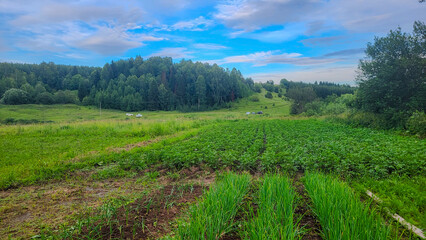 Fototapeta premium Lush green agricultural field with rows of crops, surrounded by dense forest and open sky, showcasing the beauty of rural farming and nature's harmony