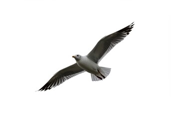 Fototapeta premium Elegant seagull soars against a pristine white backdrop, wings spread