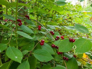 Vibrant red berries nestled among lush green leaves in a dense forest, showcasing the beauty of nature and the intricate details of plant life in a serene environment