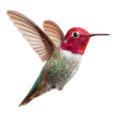 Fototapeta premium Flying hummingbird, vibrant colors