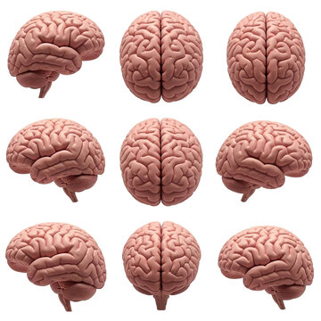 Multiple views of a human brain showcasing its complex structure and function for medical or educational purposes