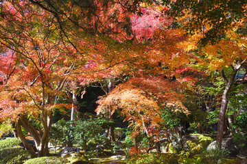 鎌倉 覚園寺の美しいモミジ（もみじ）の紅葉（日本神奈川県鎌倉市）Beautiful autumn leaves of maple at Kakuonji Temple in Kamakura (Kamakura, Kanagawa Prefecture, Japan)