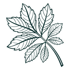 Chestnut tree leaf outline isolated on white vector illustration nature botanical design element for decoration and print