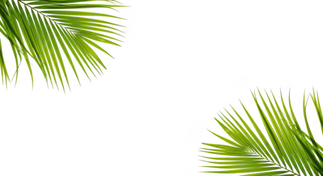 Palm Fronds Frame On Black Background