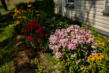 Colorful summer flower garden in bloom next to traditional wooden house wall with phlox, black-eyed susans and lush green foliage