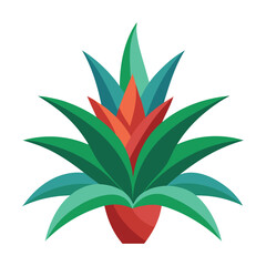 bromeliad on white background.