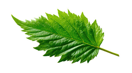 Vibrant Leaf: An exquisite, detailed photograph captures a single, lush green leaf, isolated and showcasing its natural textures and intricate veining.