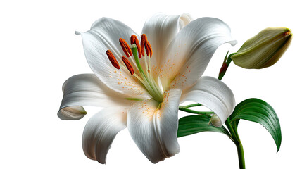 Elegant Lily in Bloom: A pristine white lily unfurls its delicate petals, revealing a burst of vibrant stamens, exuding purity and grace, captures a close-up view.