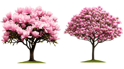 Magnolia trees blooming with pink flowers in a garden setting