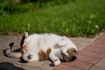 Fototapeta premium Domestic cat lying on back on sunny pavement near green lawn, relaxed pet enjoying warm weather in summer outdoors, playful cat behavior in natural light for lifestyle or animal themes