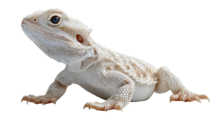 Albino Bearded Dragon Portrait: A captivating portrait of an albino bearded dragon, showcasing its unique coloration and textured skin. It looks elegant.