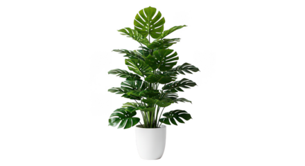 Monstera Plant In White Pot Interior Decor