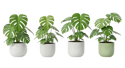 Obraz premium Monstera Plants In Stylish Pots