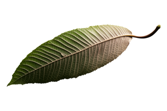 Details of a green leaf with intricate vein patterns and shape