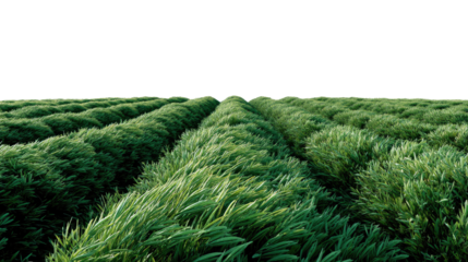 Green Field Rows: A captivating photo showcasing endless rows of lush green plants gracefully swaying in the gentle breeze against a clear, expansive sky.