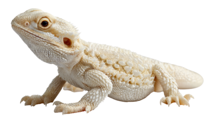 Albino Bearded Dragon: A captivating albino bearded dragon, its scales a pristine cream, strikes a pose, embodying the allure of the exotic. A visual feast for reptile enthusiasts.
