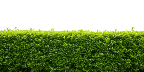 Beautiful green hedge line isolated with a transparent background, perfect for adding natural elements as a clean png image.