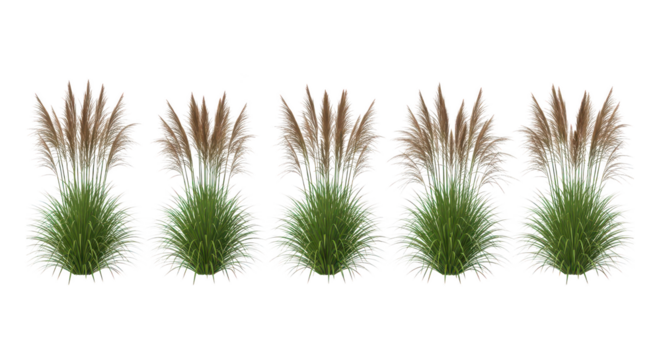 Ornamental Grass Plants Row Landscape Design