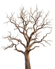 Obraz premium A majestic old dry tree with intricate gnarled branches stands isolated against a transparent background, a detailed png.
