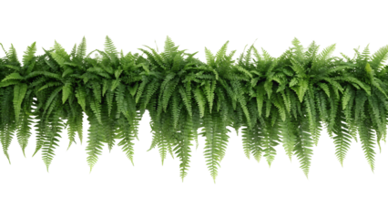 Lush green fern plants with detailed leaves gently hang downwards, forming a natural tropical border. This transparent png isolated foliage is vibrant.