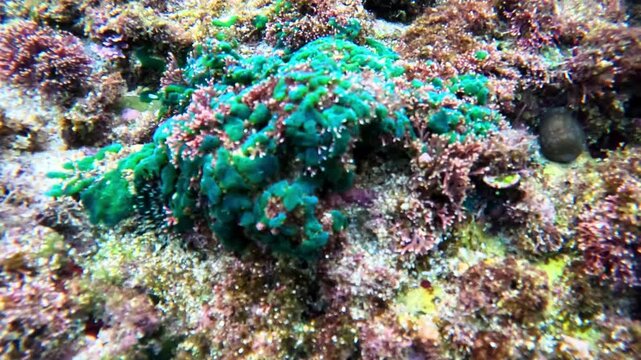 Green algae (Alga hijau, Chlorophyceae) on the coral reefs. Green algae are also used in the cosmetics.