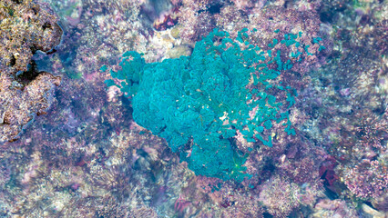 Green algae (Alga hijau, Chlorophyceae) on the coral reefs. Green algae are also used in the cosmetics.