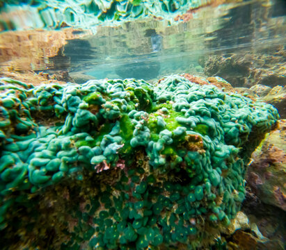 Green algae (Alga hijau, Chlorophyceae) on the coral reefs. Green algae are also used in the cosmetics.