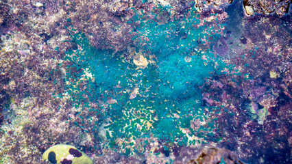 Green algae (Alga hijau, Chlorophyceae) on the coral reefs. Green algae are also used in the cosmetics.