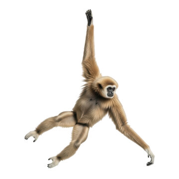 A nimble gibbon captured mid swing, showcasing its long, powerful arms and agile movement. Ideal for nature, wildlife, or educational content.