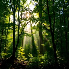 Obraz premium Sunlight Streaming Through Lush Green Trees in a Serene Forest with Ethereal Beams