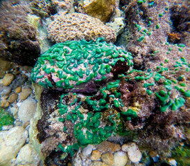 Green algae (Alga hijau, Chlorophyceae) on the coral reefs. Green algae are also used in the cosmetics.