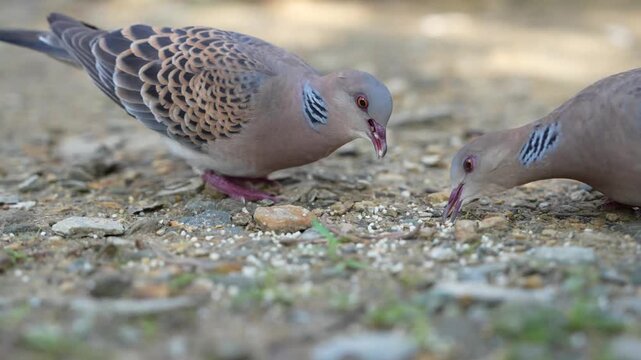 A Pair of Doves Foraging on the Ground in 4K
