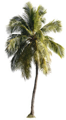 Isolated tropical palm tree with vibrant green and yellow fronds