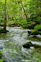 青森県奥入瀬の渓流の早朝散歩